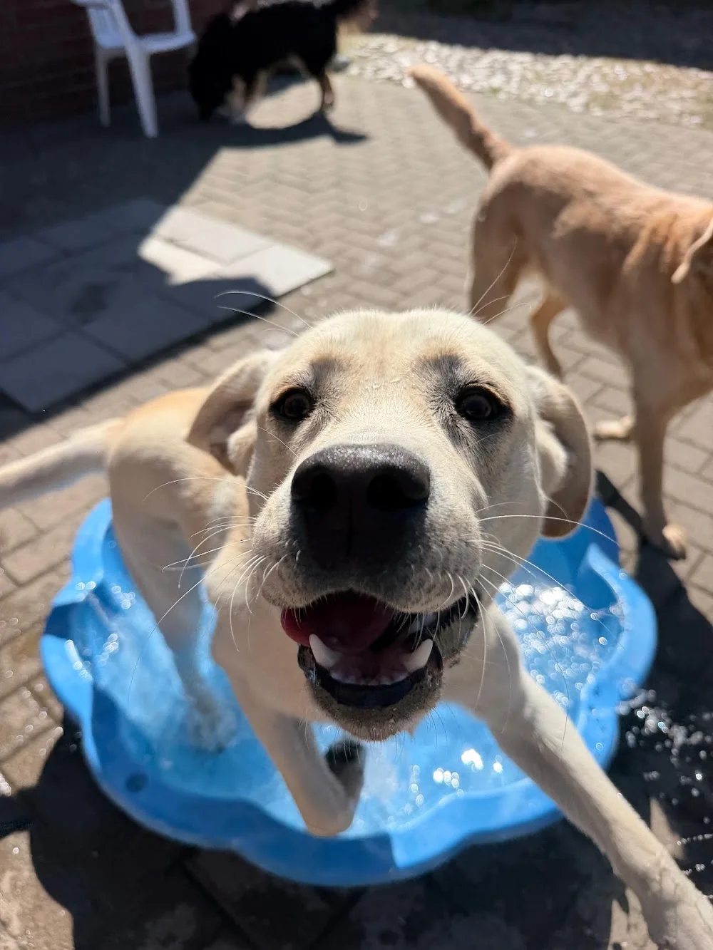 Hundepension Salzwedel DAS HUNDEHOTEL - Salzwedel pet otel görseli 7