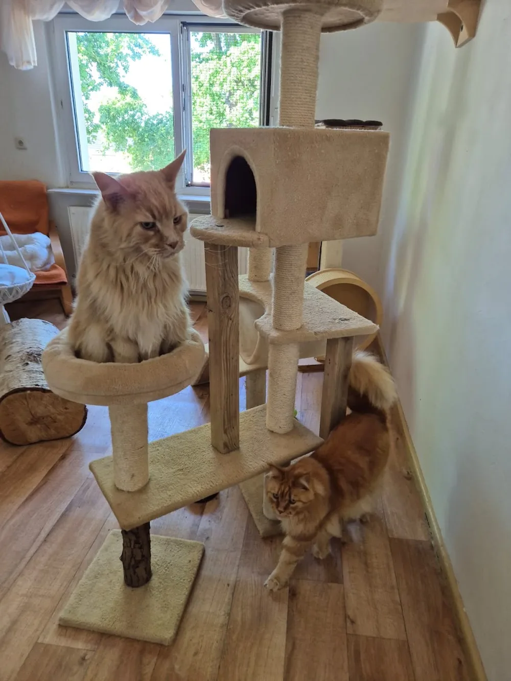 Katzenpension Wittenberge - Salzwedel pet otel