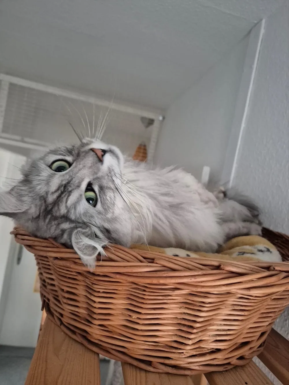 Katzenpension Wittenberge - Salzwedel pet otel görseli 3