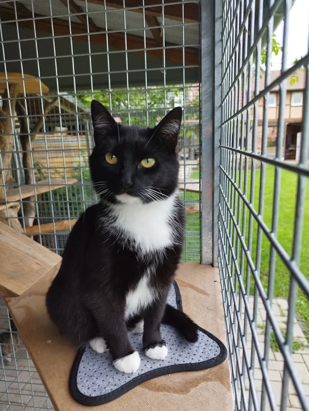Ramons Katzenpension - Salzwedel pet otel görseli 6