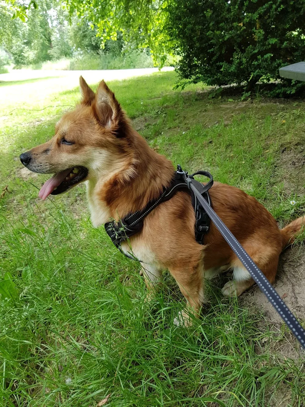 Tierpension Grimm - Salzwedel pet otel görseli 11