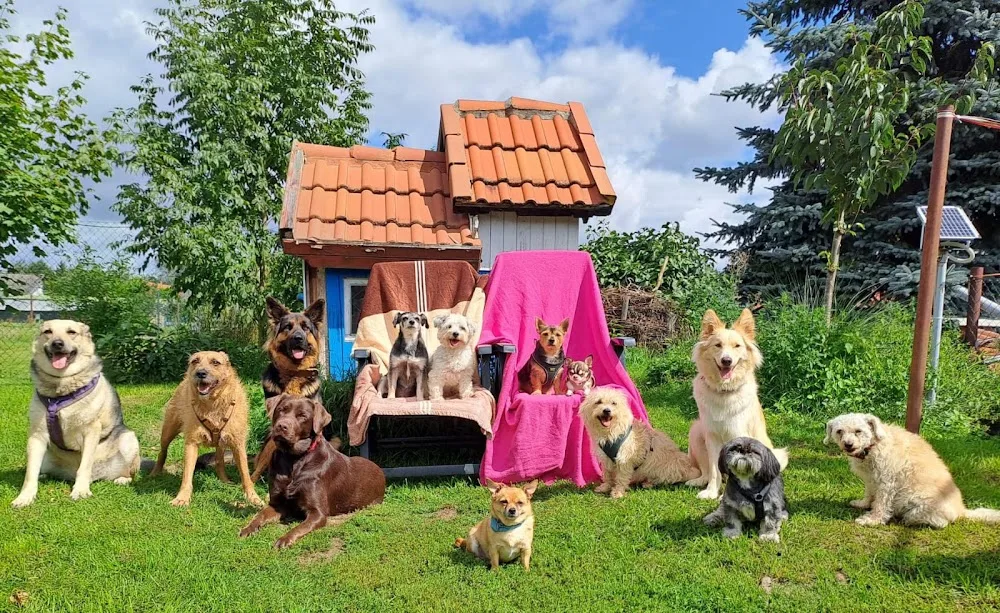 Tierpension "Kunterbunt" - Salzwedel pet otel görseli 3
