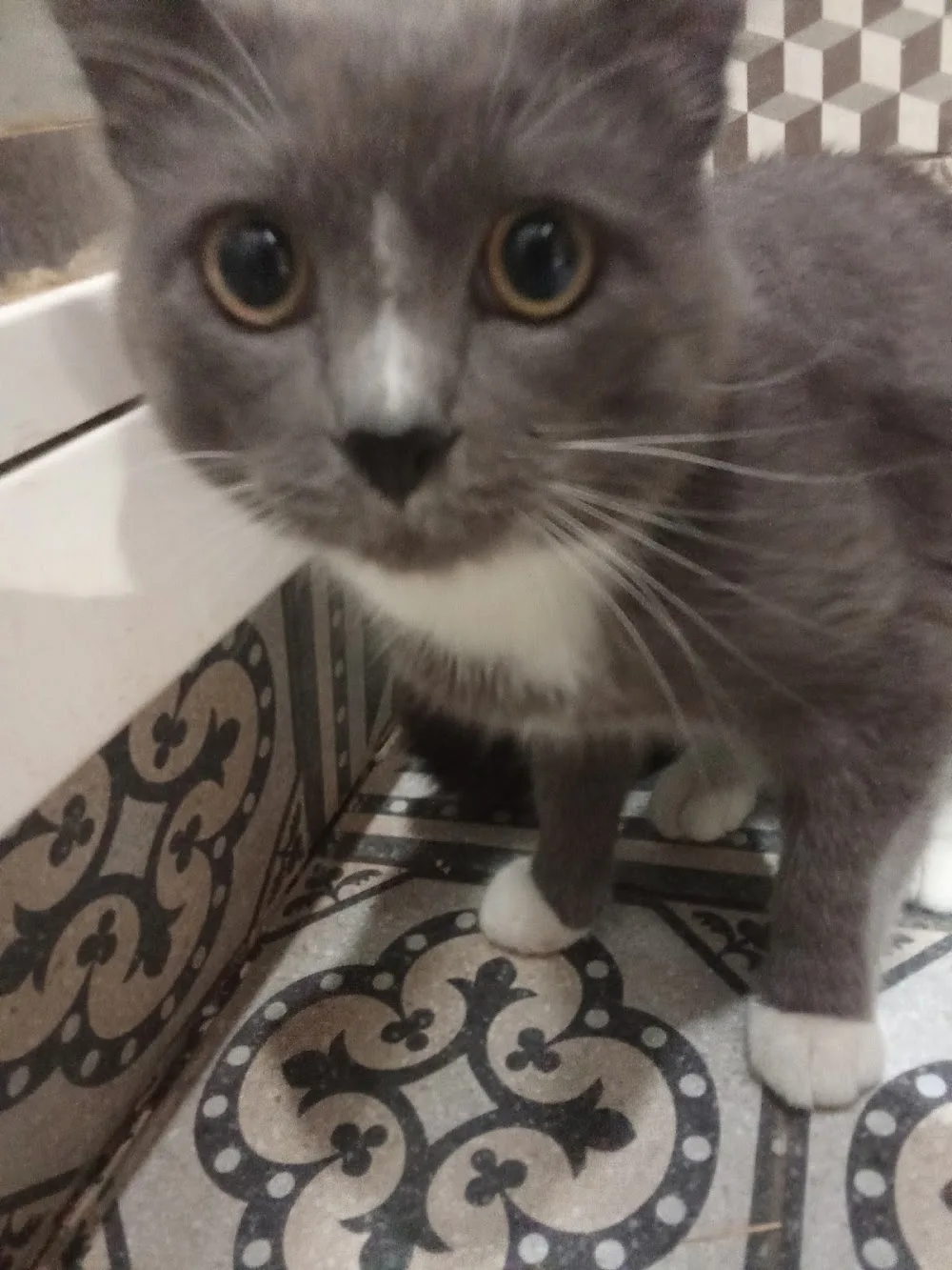 Motel for cats - Самара гостиница для кошек - Samara pet otel görseli 3