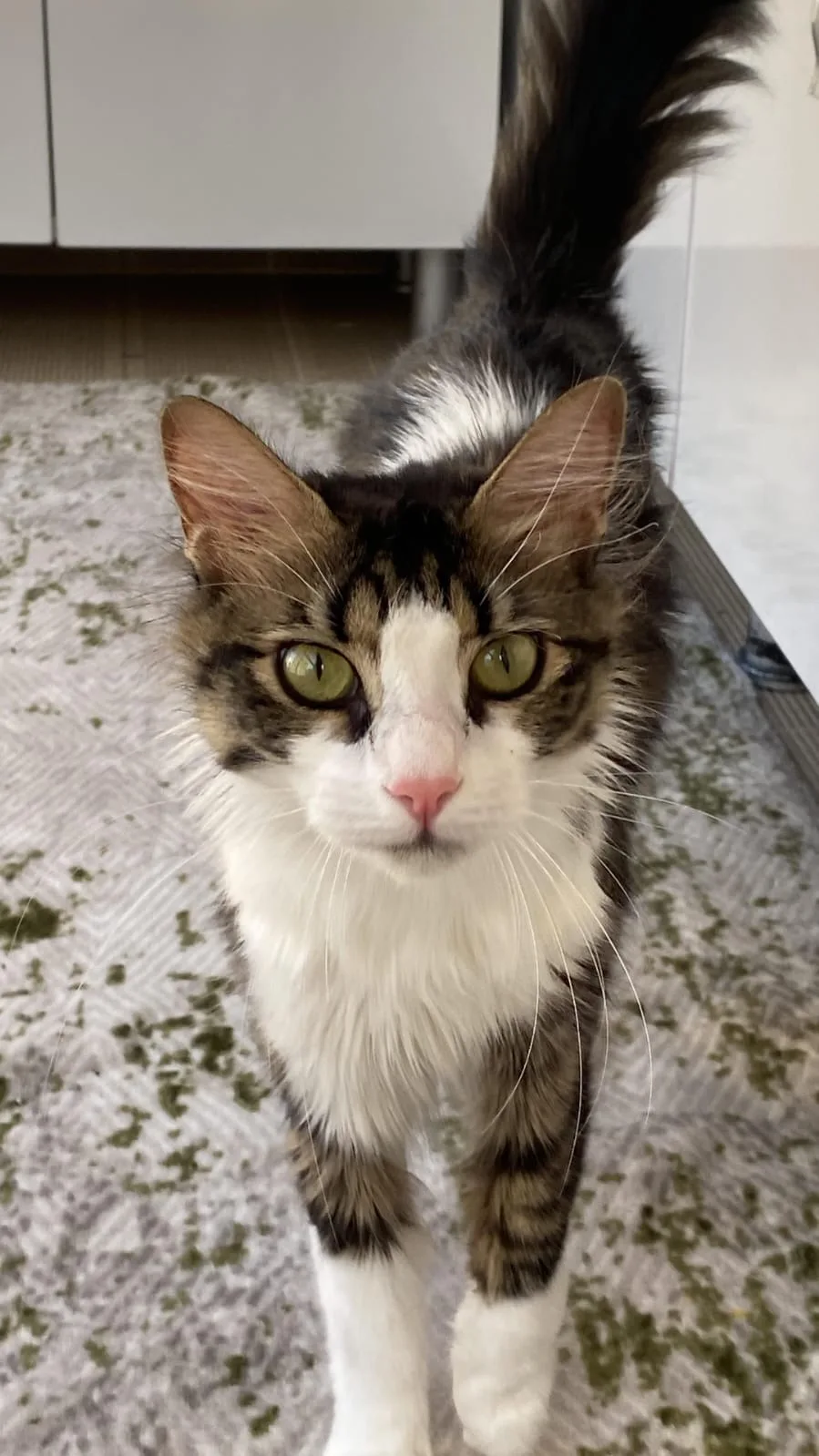 Samsun Kedi Oteli - Samsun pet otel görseli 3