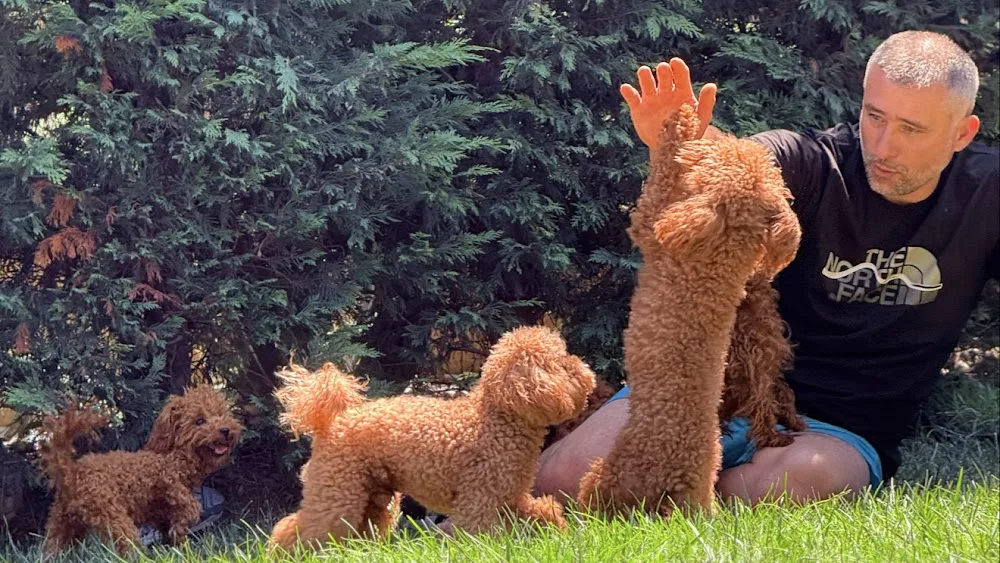 SAMSUN KÖPEK EĞİTİM AKADEMİSİ & PET OTELİ - Samsun pet otel görseli 2