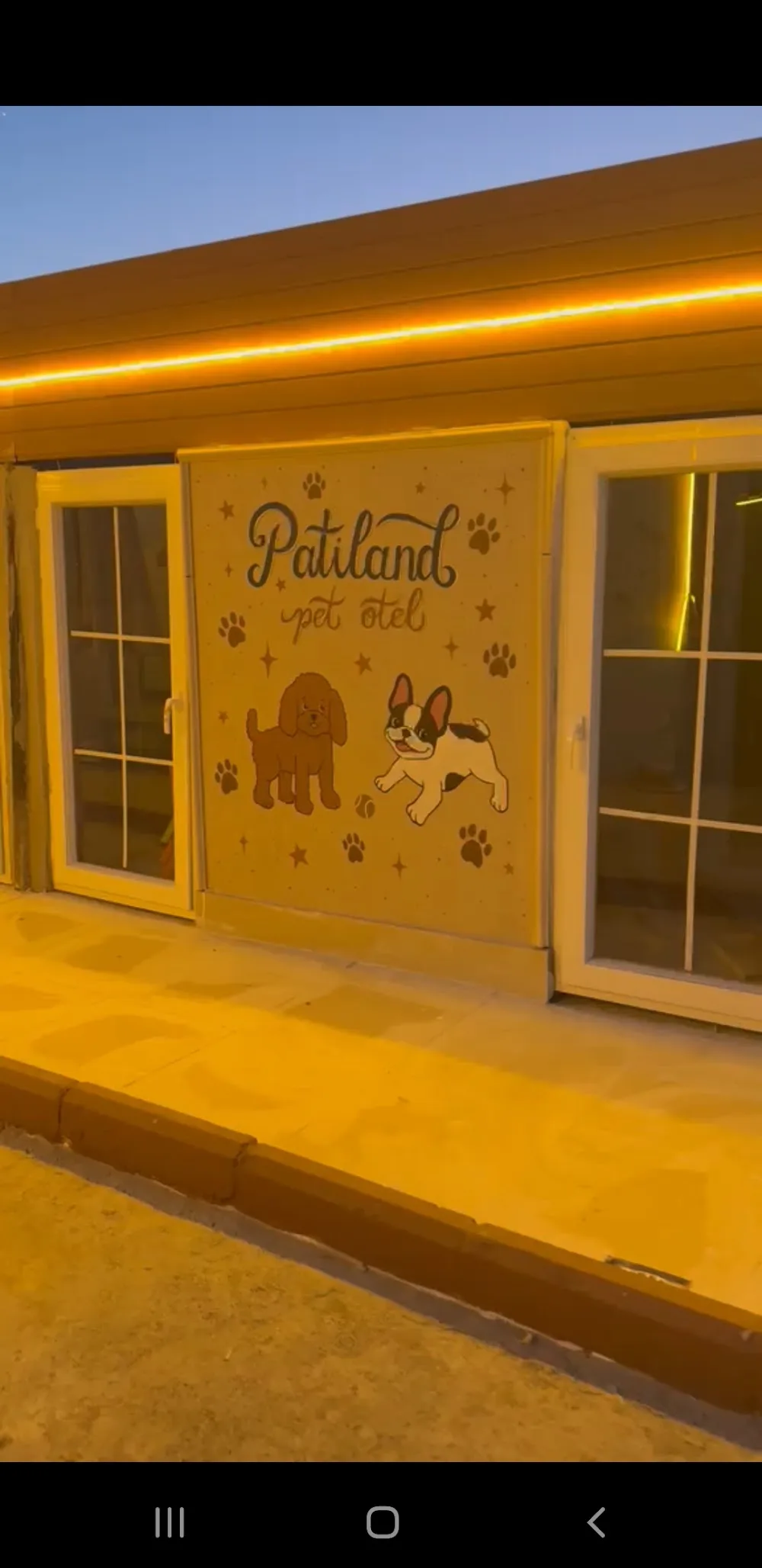 Samsun Pet Otel. Patiland Toypoodle - Samsun pet otel görseli 2
