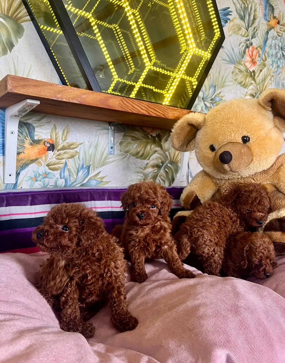 Samsun Pet Otel. Patiland Toypoodle - Samsun pet otel görseli 3