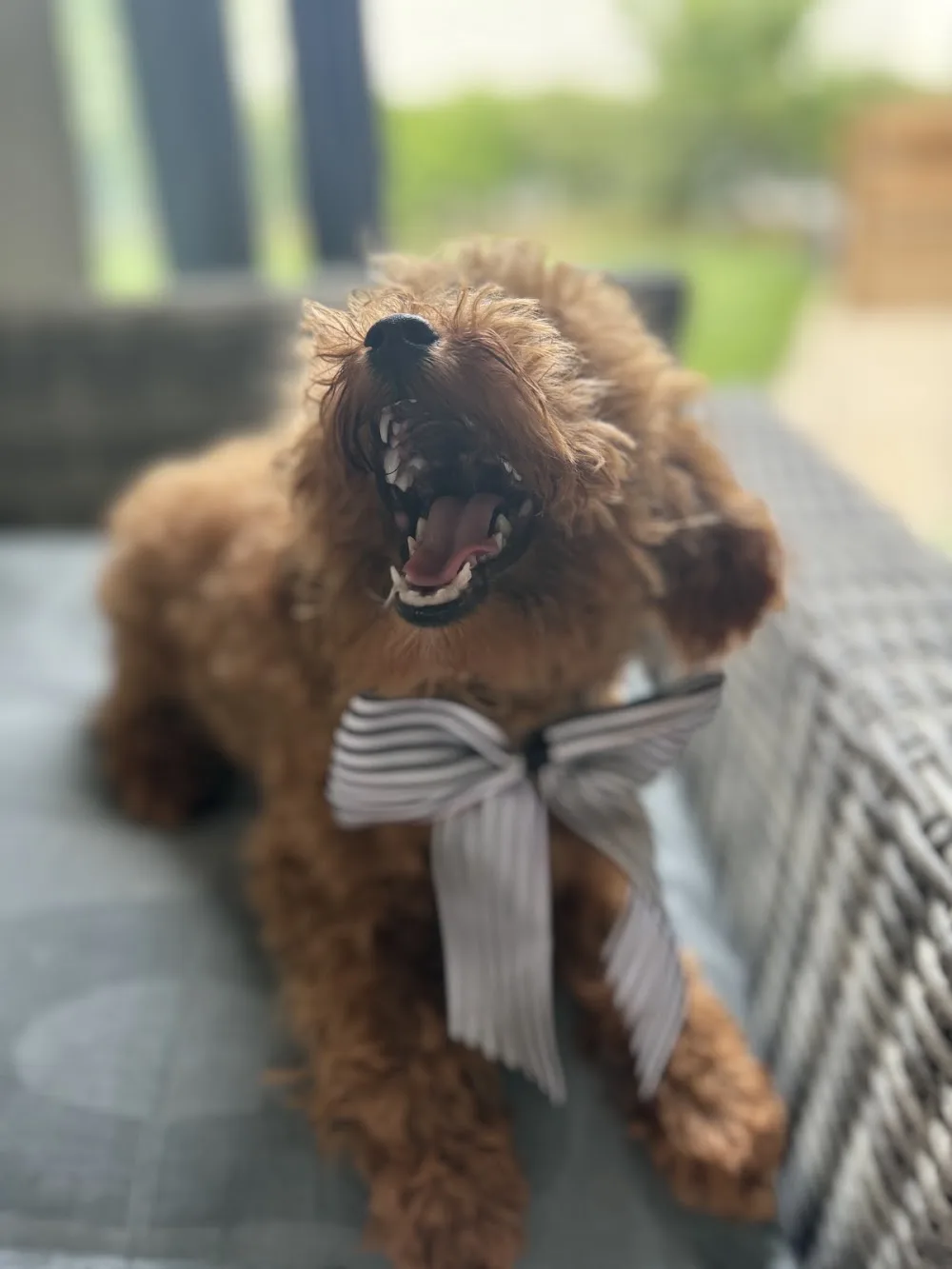 samsunelitetoypoodles - Samsun pet otel görseli 3