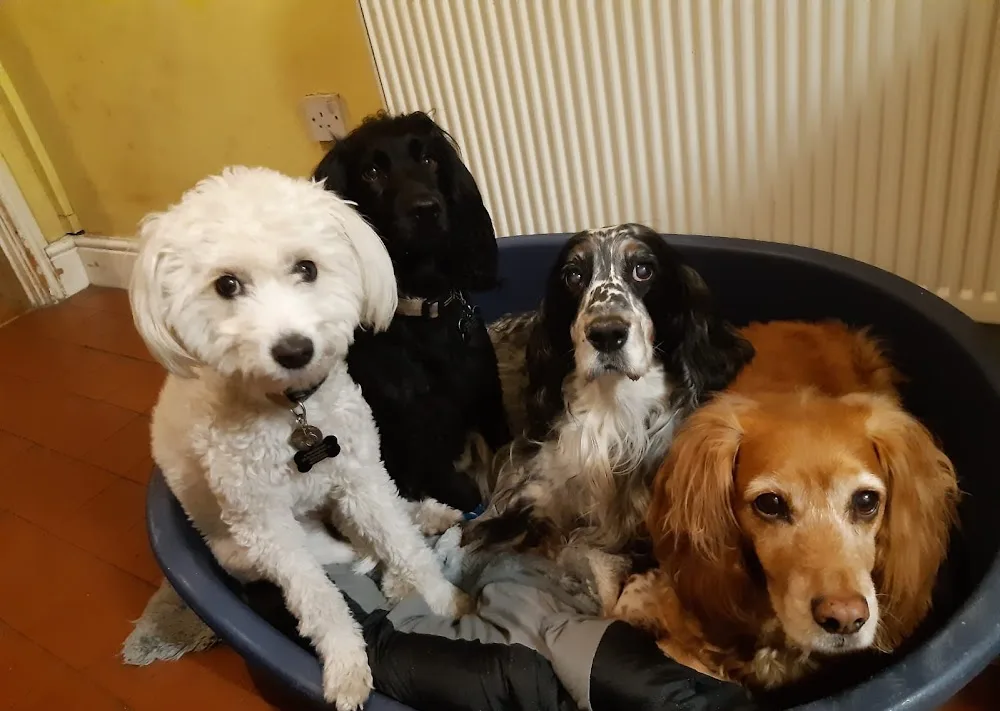 Aston's Dog Boarding and Daycare - Sandwell pet otel