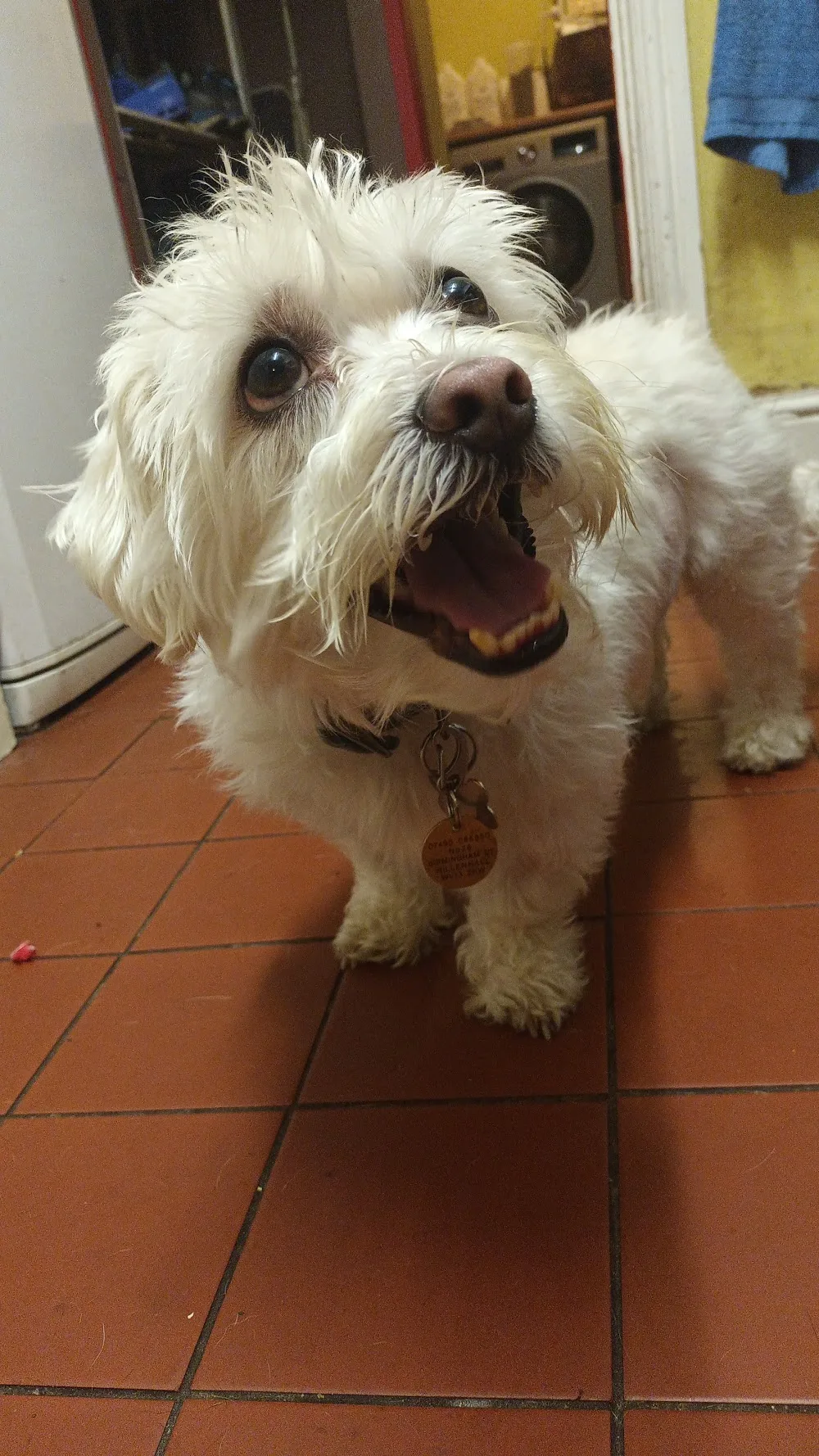 Aston's Dog Boarding and Daycare - Sandwell pet otel görseli 3