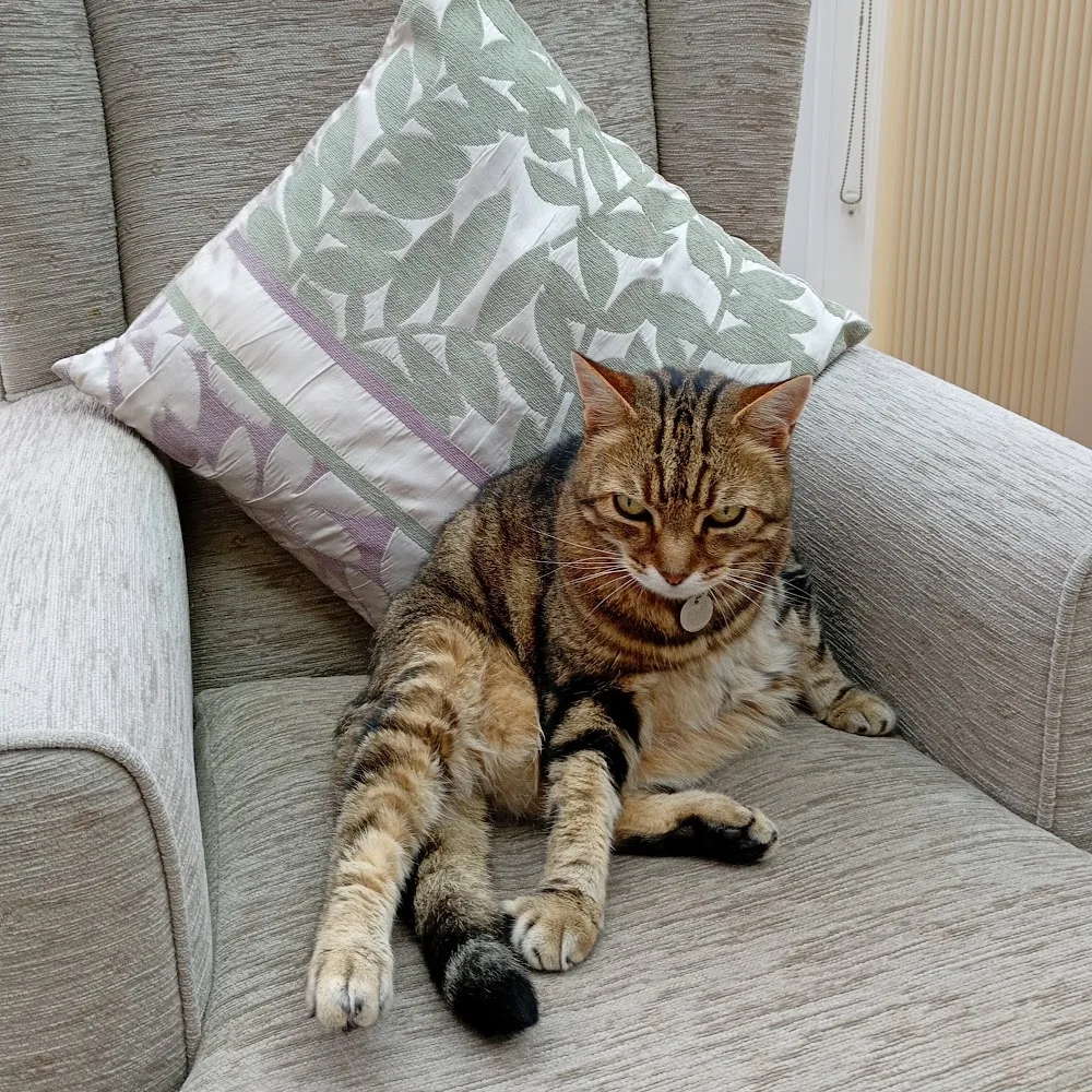 Bentley View Cattery willenhall - Sandwell pet otel görseli 3
