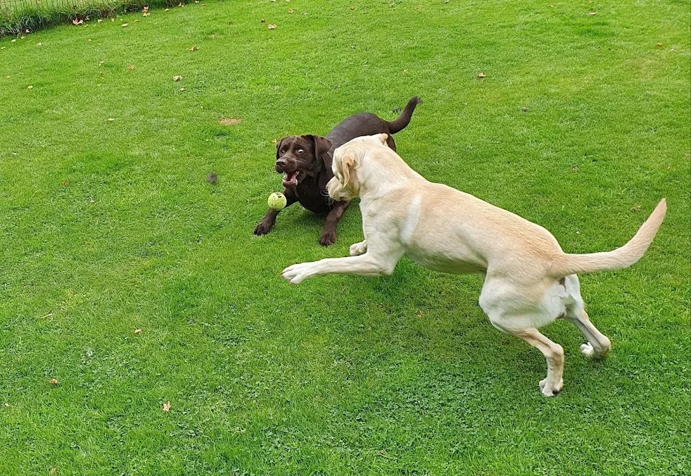 Fairway Boarding Kennels & Cattery - Sandwell pet otel