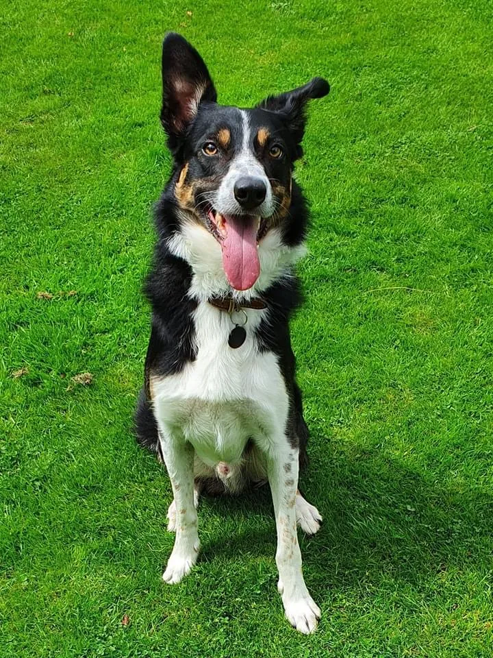 Fairway Boarding Kennels & Cattery - Sandwell pet otel görseli 3