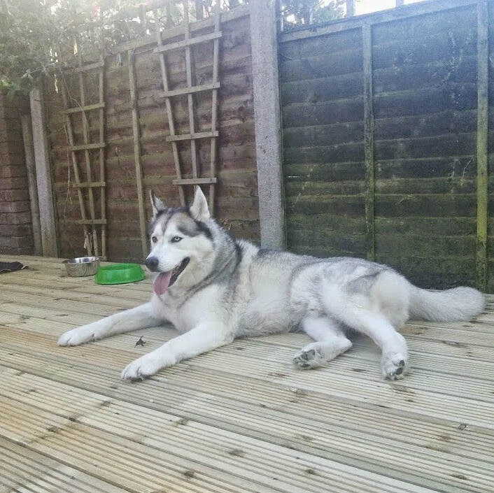 Happy Hoppers Pet Boarding & Care - Sandwell pet otel görseli 5