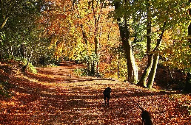 Hileys Hounds Dog Walking, Home Boarding & Rabbit Boarding Services - Sandwell pet otel