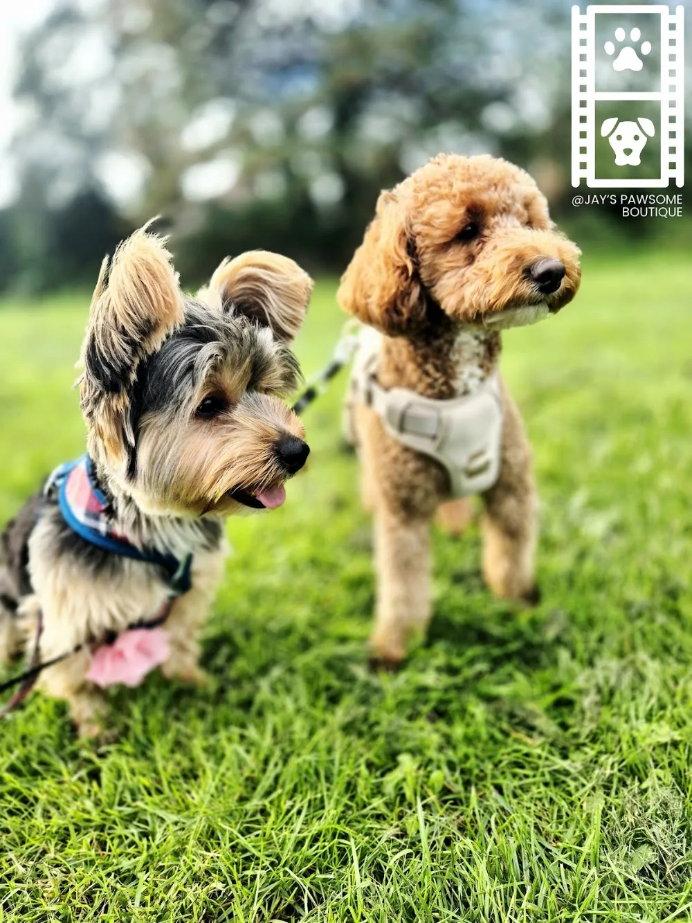 Jay's Pawsome Boutique Dog Boarding & Daycare - Sandwell pet otel görseli 3