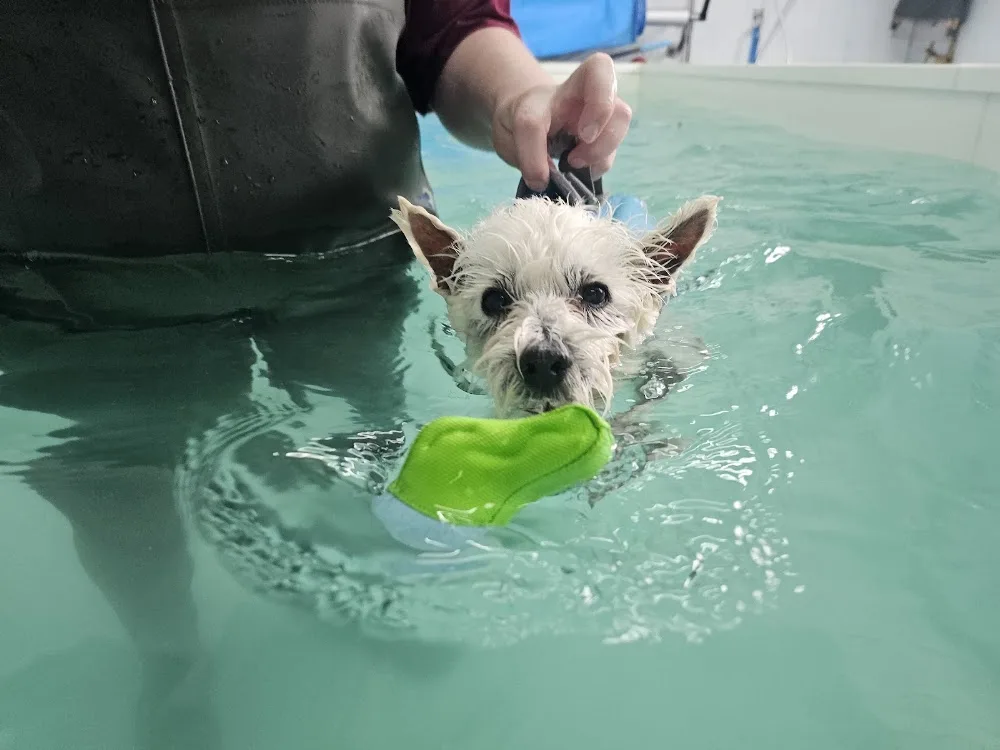 K9 Core Vet Physio & Hydro Centre & Boarding Kennels - Sandwell pet otel