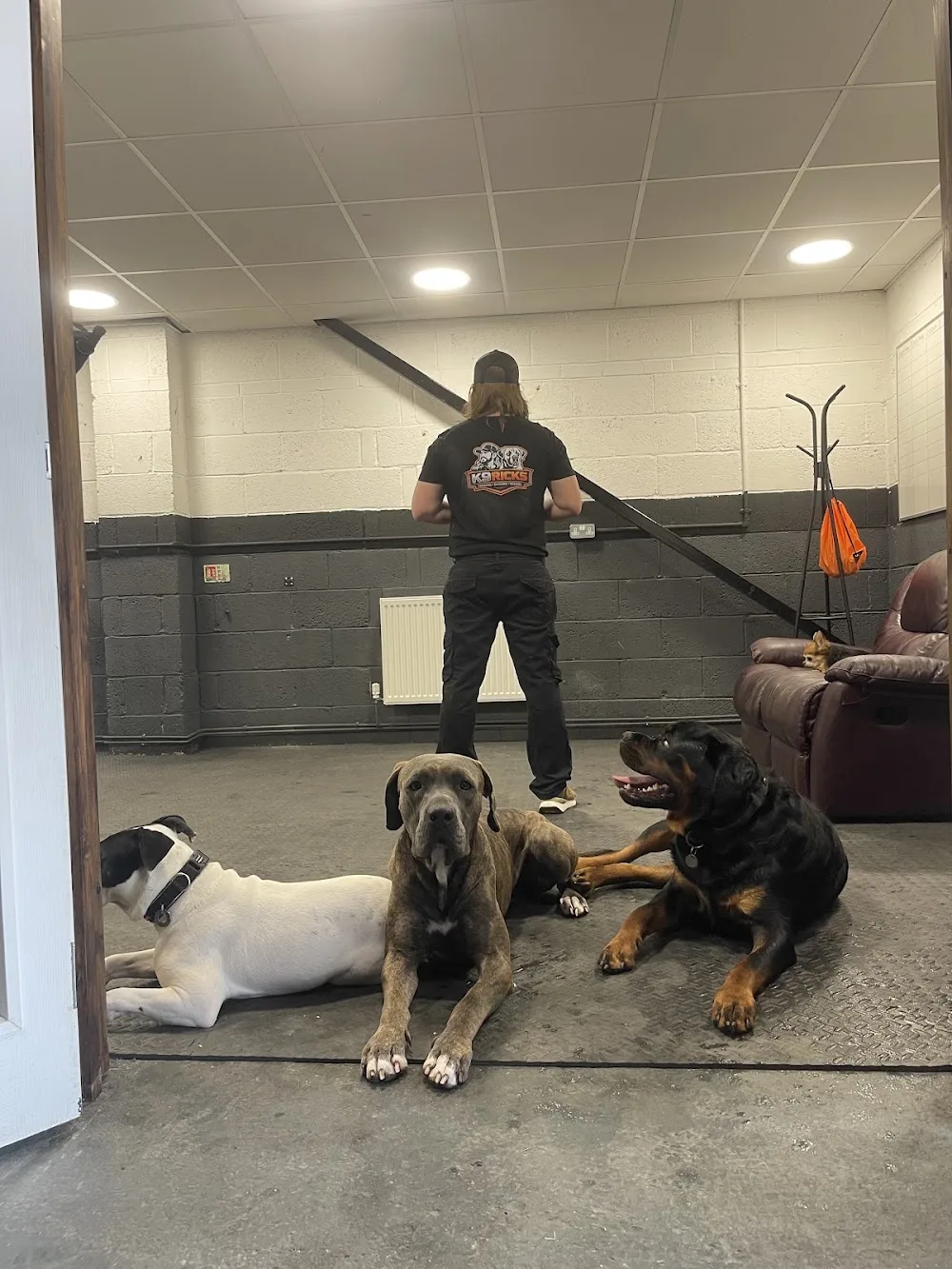 K9 Ricks | Training • Kennels & Daycare - Sandwell pet otel