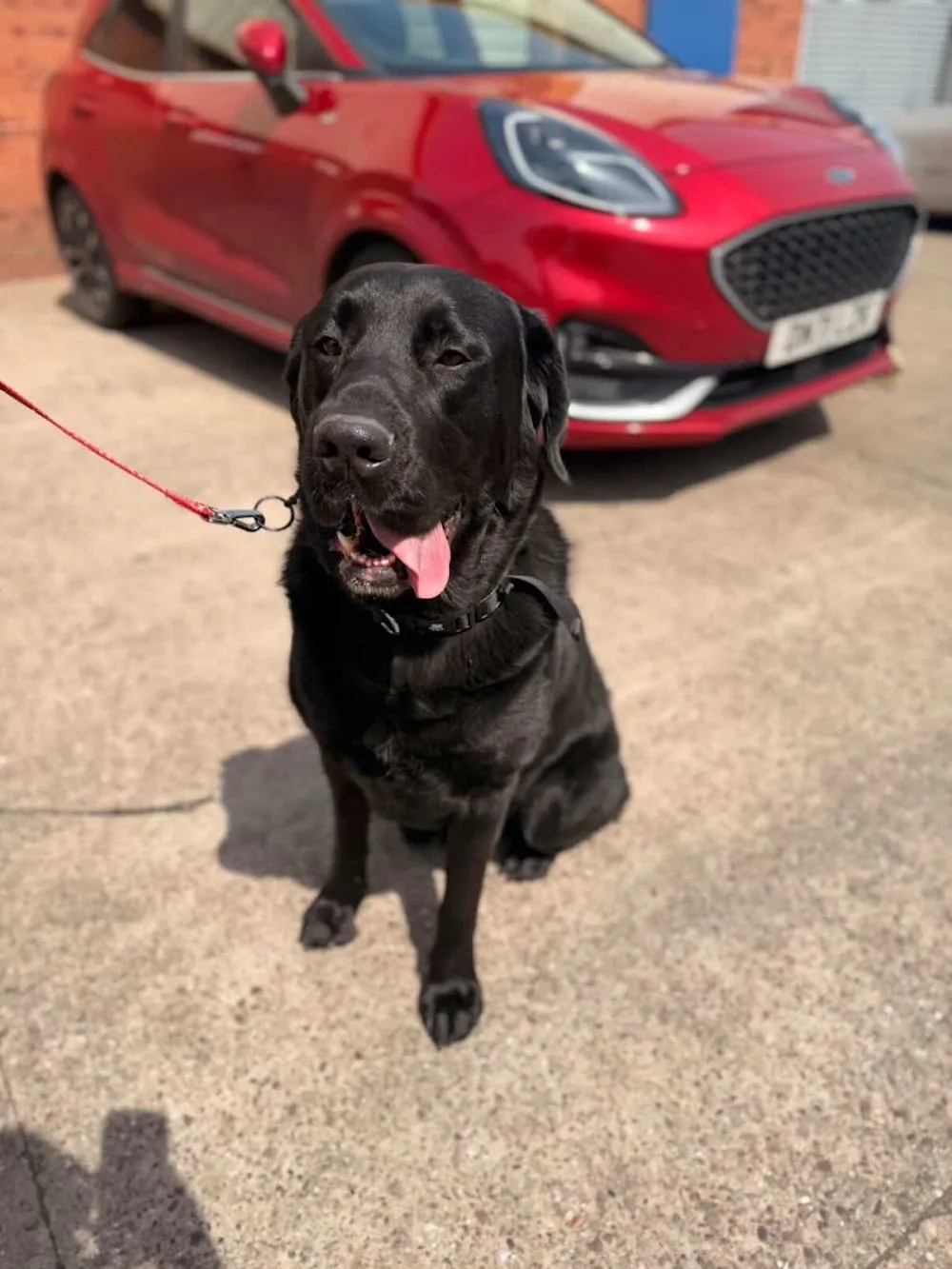K9 Ricks | Training • Kennels & Daycare - Sandwell pet otel görseli 3
