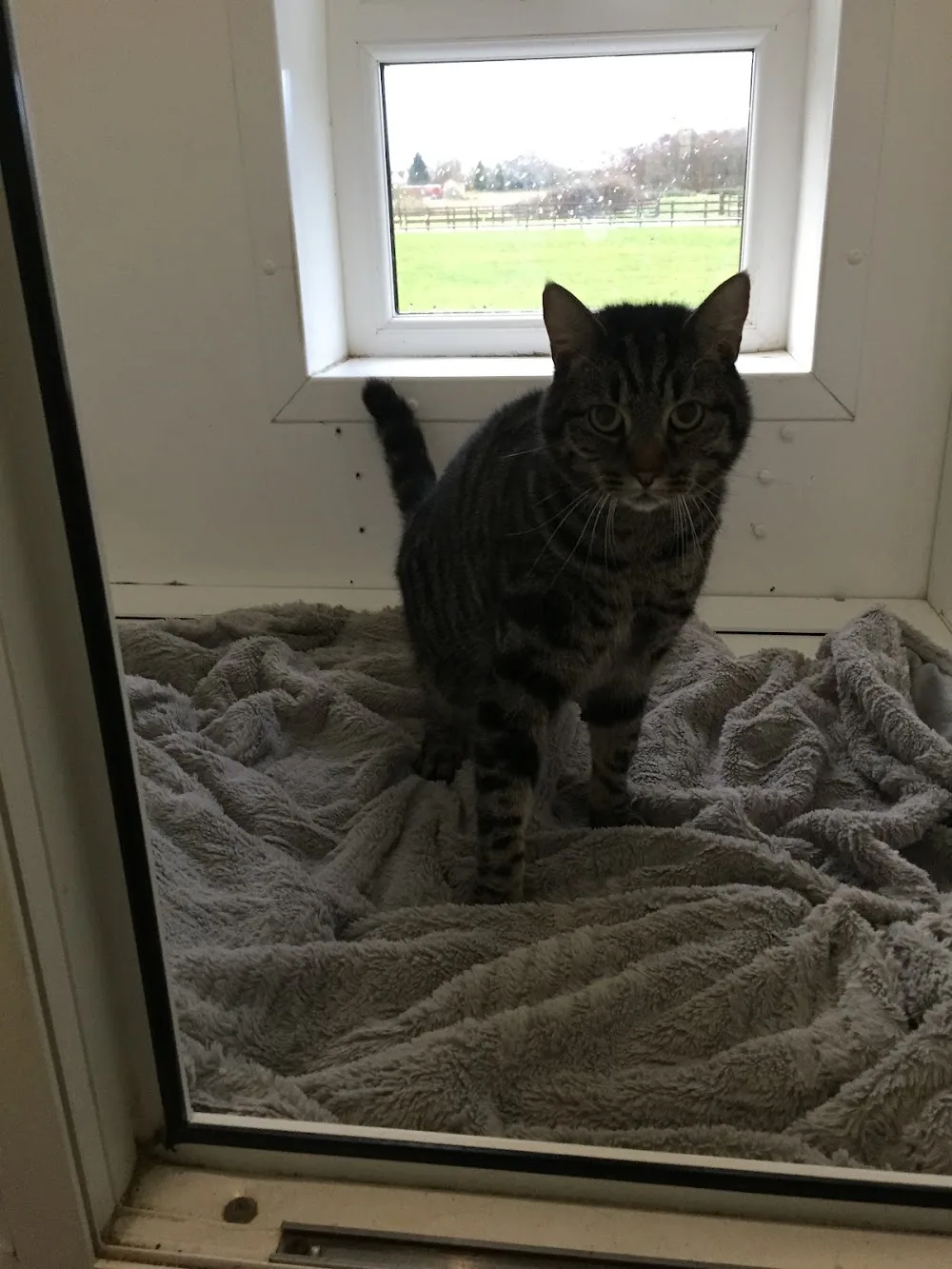 Pricklewell Cattery - Sandwell pet otel görseli 3