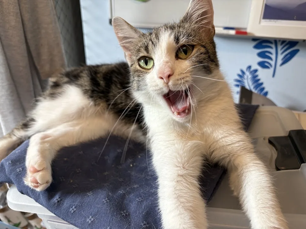 Tierhilfe Cathouse - Sankt Lorenzen im Mürztal pet otel görseli 2