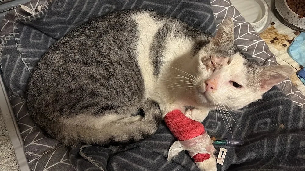 Tierhilfe Cathouse - Sankt Lorenzen im Mürztal pet otel görseli 3