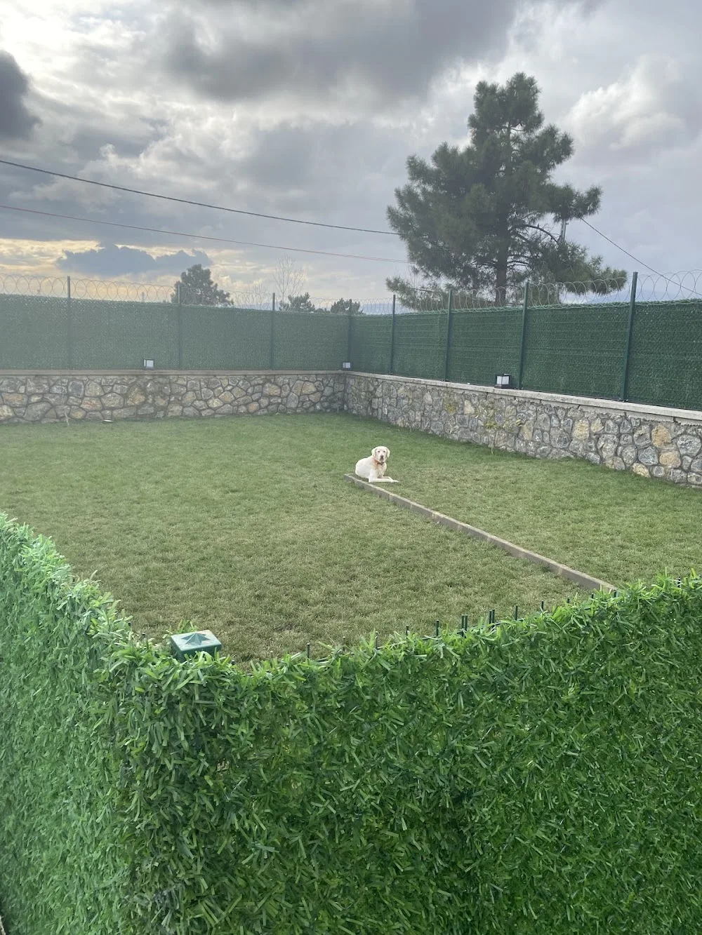Şanslı Köpek Oteli - Istanbul pet otel görseli 3
