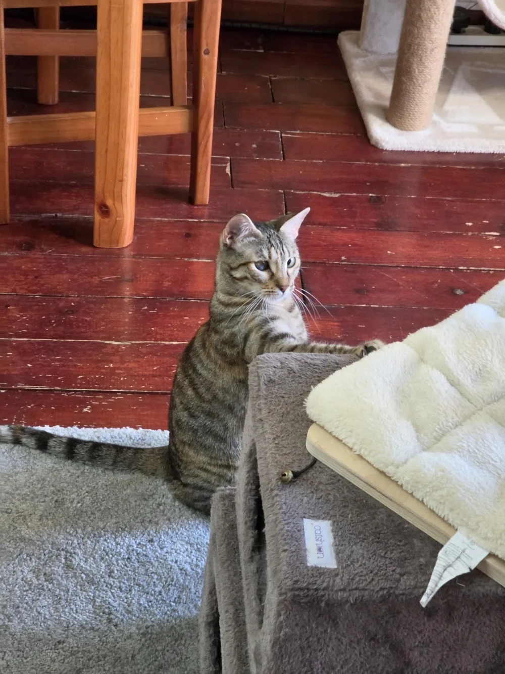 Cat Relax (reserva previa necesaria) - Sant Vicent del Raspeig / San Vicente del Raspeig pet otel görseli 3