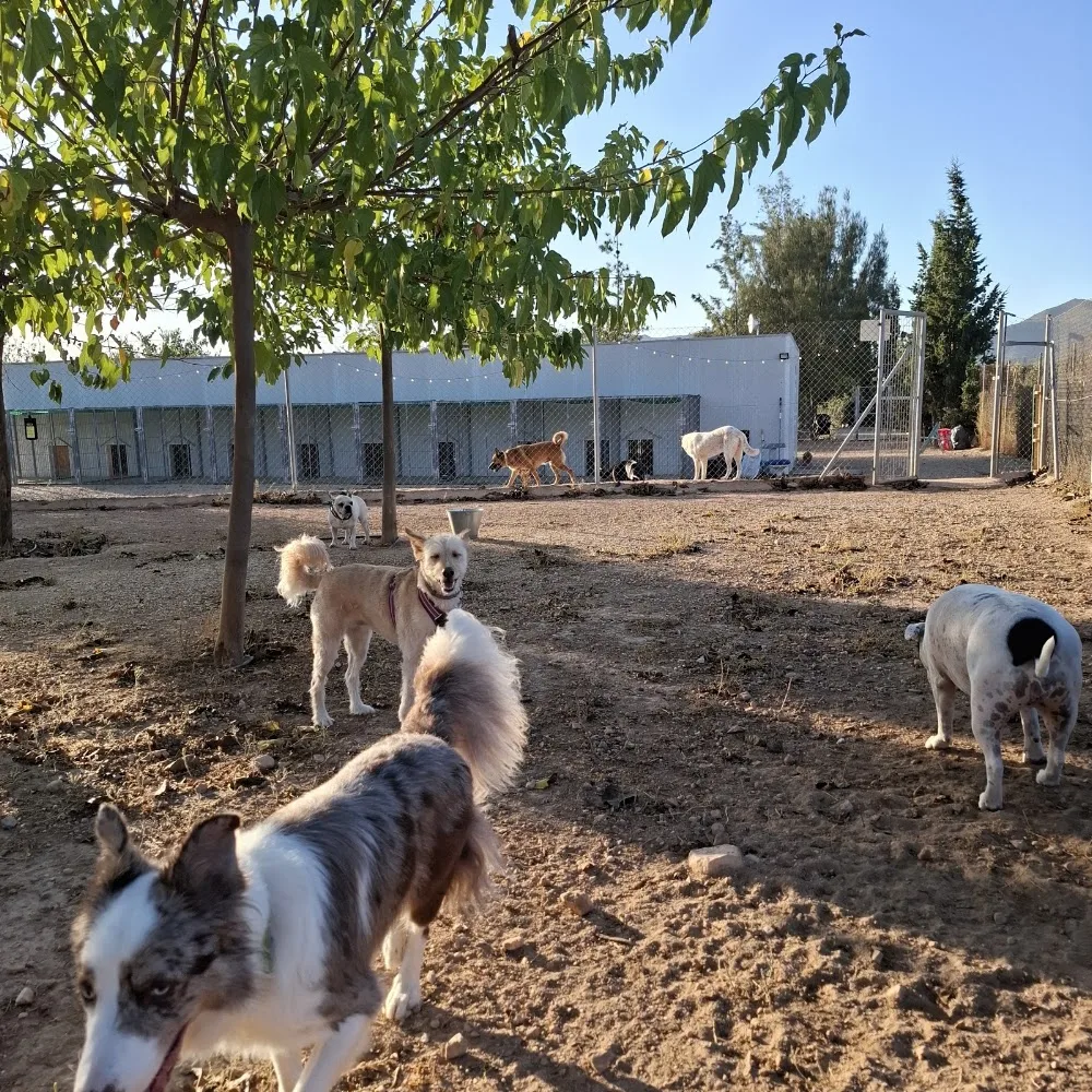 En Buenas Manos Hotel Resort Canino - Sant Vicent del Raspeig / San Vicente del Raspeig pet otel