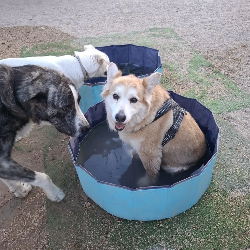 En Buenas Manos Hotel Resort Canino - Sant Vicent del Raspeig / San Vicente del Raspeig pet otel görseli 3