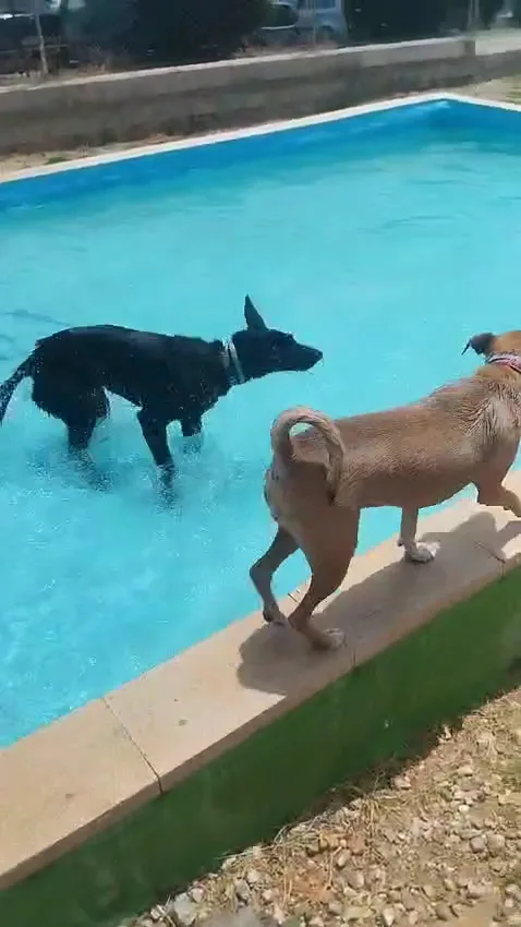 Hakuna Matata Pet's | Residencia canina, Felina y Exóticos - Sant Vicent del Raspeig / San Vicente del Raspeig pet otel
