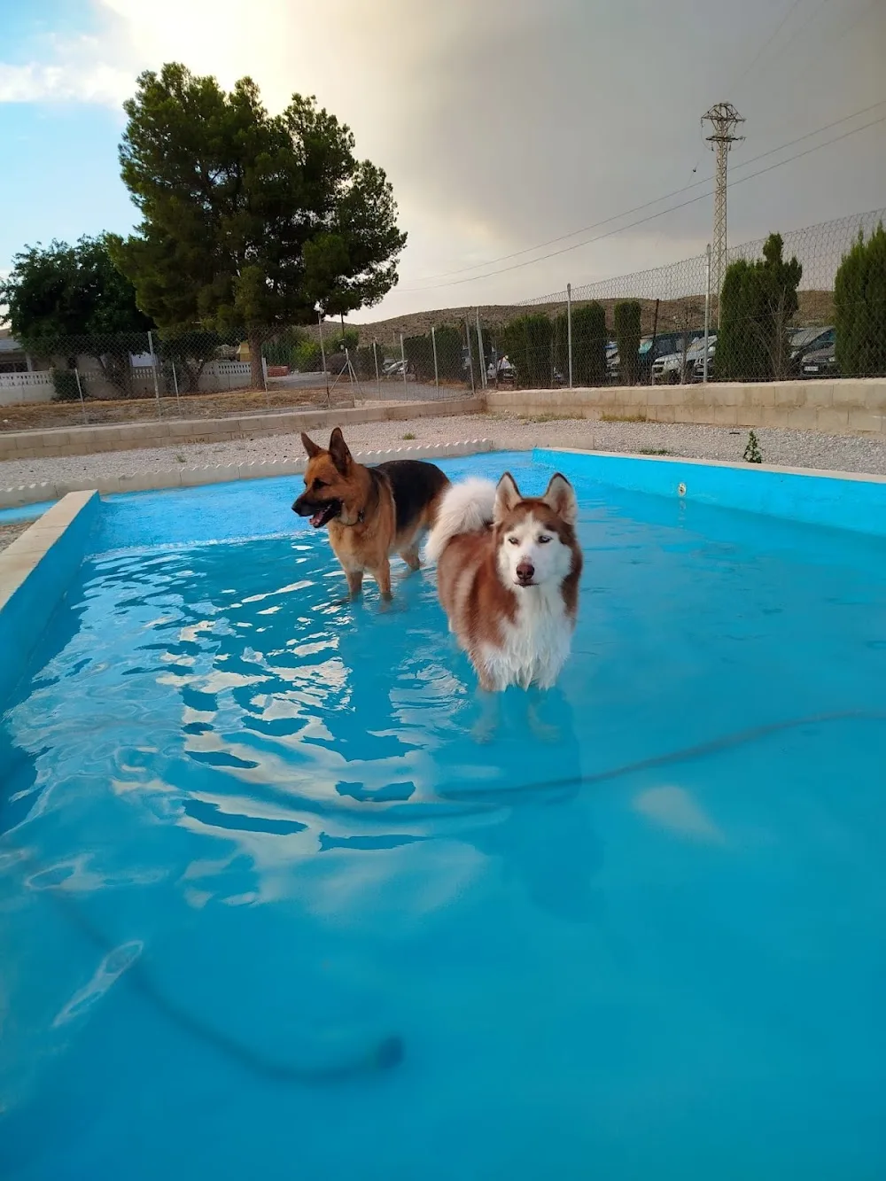 Hakuna Matata Pet's | Residencia canina, Felina y Exóticos - Sant Vicent del Raspeig / San Vicente del Raspeig pet otel görseli 3