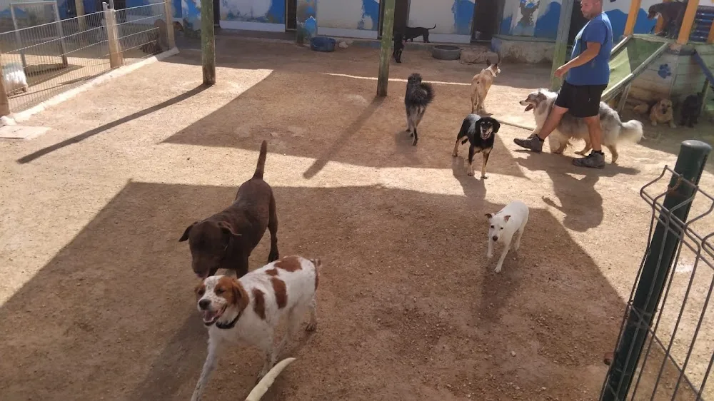 Hotel Canino y Felino El Rey de la Casa - cat & dog boarding kennels - Sant Vicent del Raspeig / San Vicente del Raspeig pet otel görseli 3