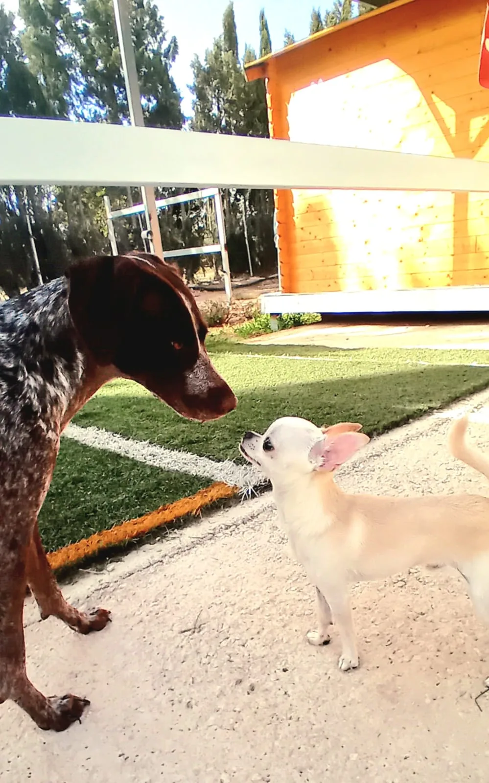 Hotel Mascotas Peludetes San Vicente del Raspeig - Sant Vicent del Raspeig / San Vicente del Raspeig pet otel