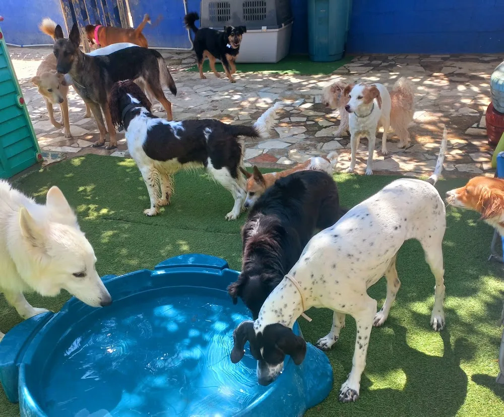 Huellas y Manchas - Sant Vicent del Raspeig / San Vicente del Raspeig pet otel