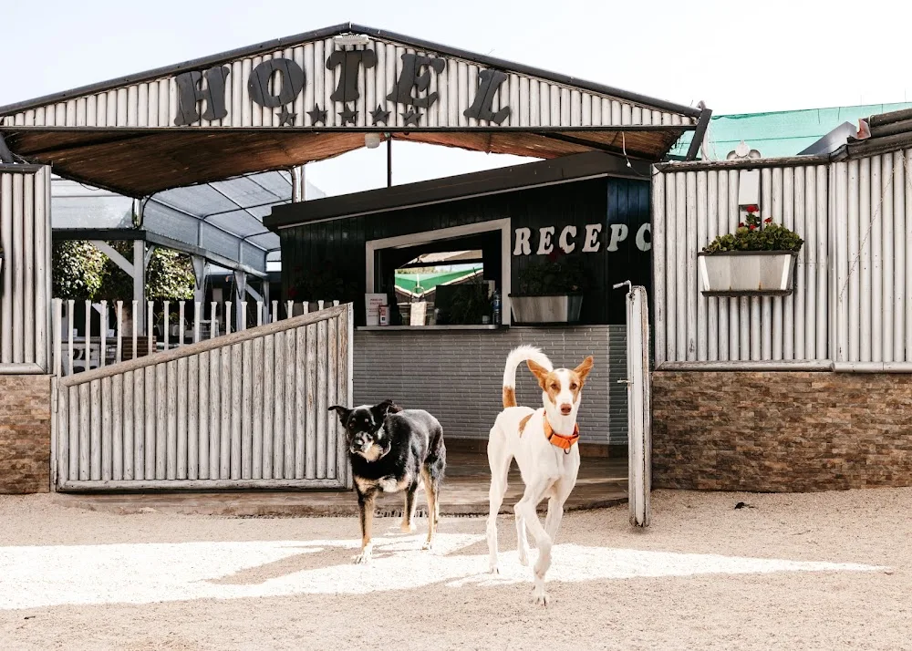 KanyKat - Sant Vicent del Raspeig / San Vicente del Raspeig pet otel