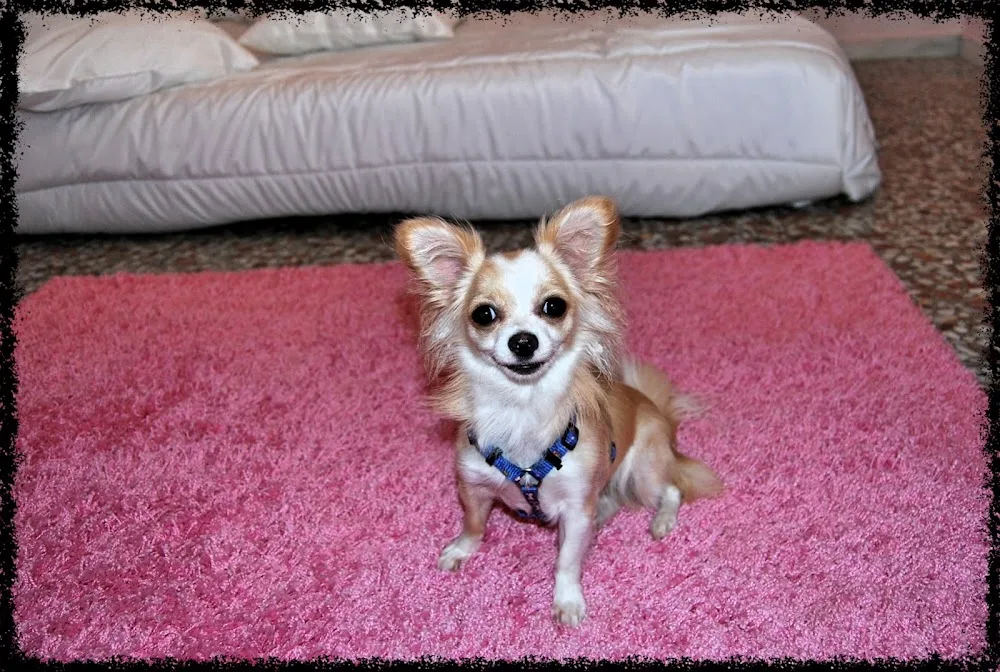 Mary's Pet Hotel - Sant Vicent del Raspeig / San Vicente del Raspeig pet otel