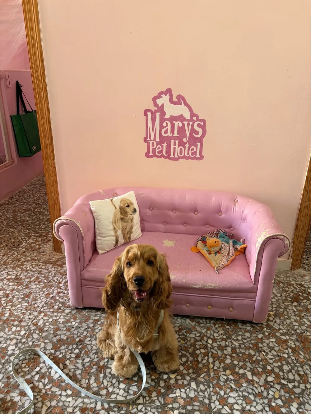 Mary's Pet Hotel - Sant Vicent del Raspeig / San Vicente del Raspeig pet otel görseli 3