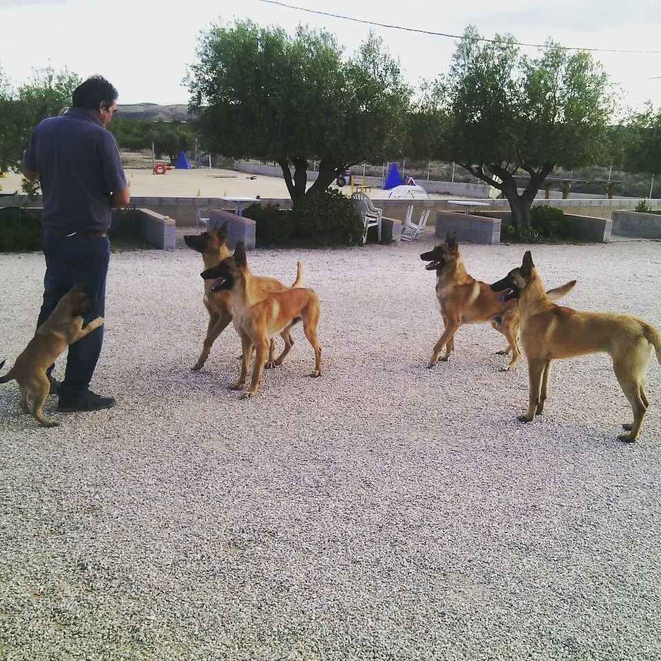 SeguraCan - Sant Vicent del Raspeig / San Vicente del Raspeig pet otel görseli 2