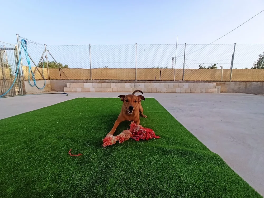 SeguraCan - Sant Vicent del Raspeig / San Vicente del Raspeig pet otel görseli 3
