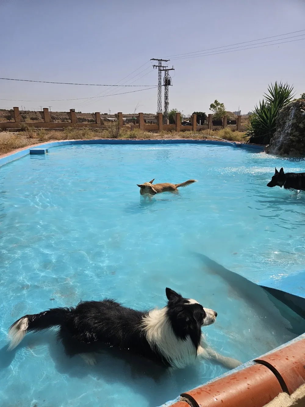 Tera-Can - Sant Vicent del Raspeig / San Vicente del Raspeig pet otel görseli 3