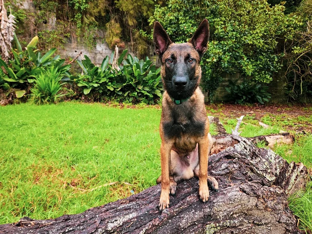 Centro Canino Tangoway - Santa Cruz de Tenerife pet otel görseli 2