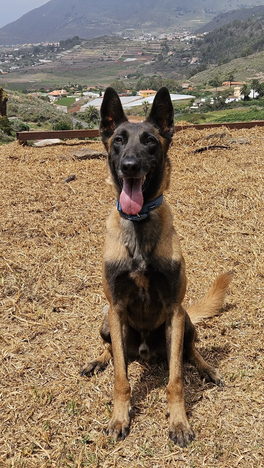 Centro Canino Tangoway - Santa Cruz de Tenerife pet otel görseli 3