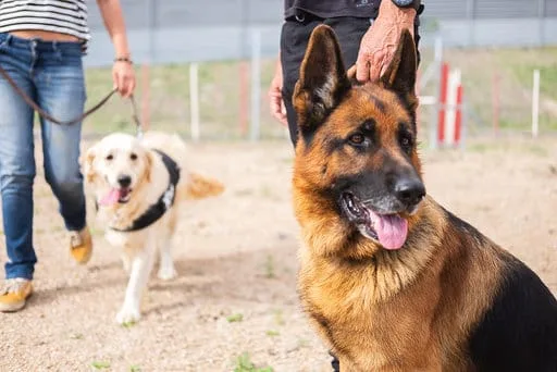 Don Perro - Veterinario - Adiestrador - Hotel canino en Tenerife - Santa Cruz de Tenerife pet otel görseli 3
