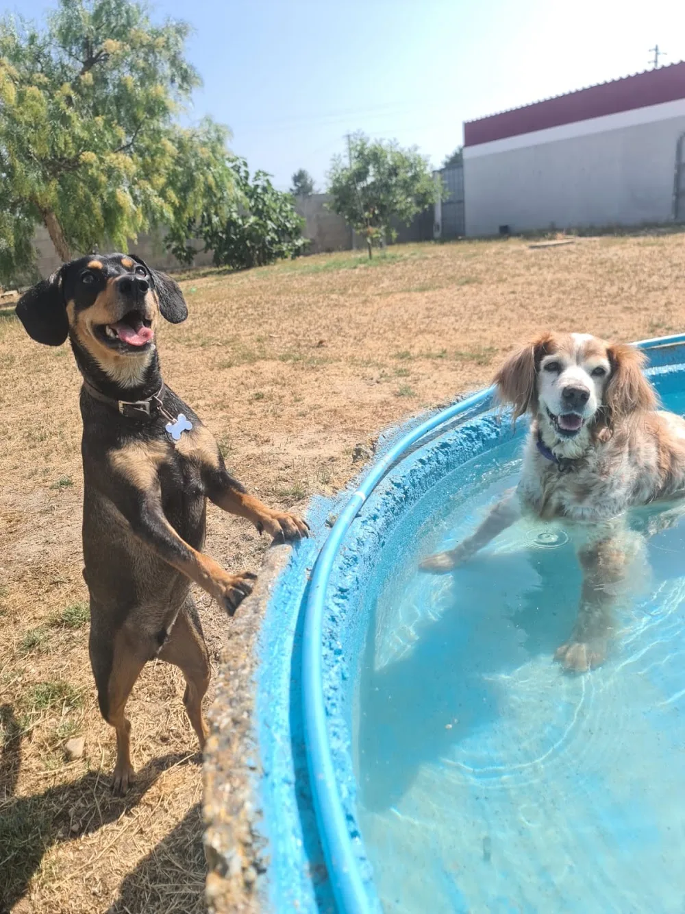 Canis Villa Hotel - Santarém pet otel görseli 3