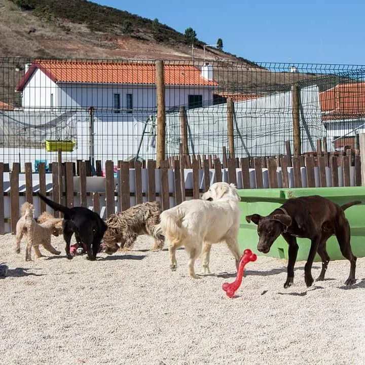 Hostel Dogs and Cats - Edgar Loreti - Santarém pet otel