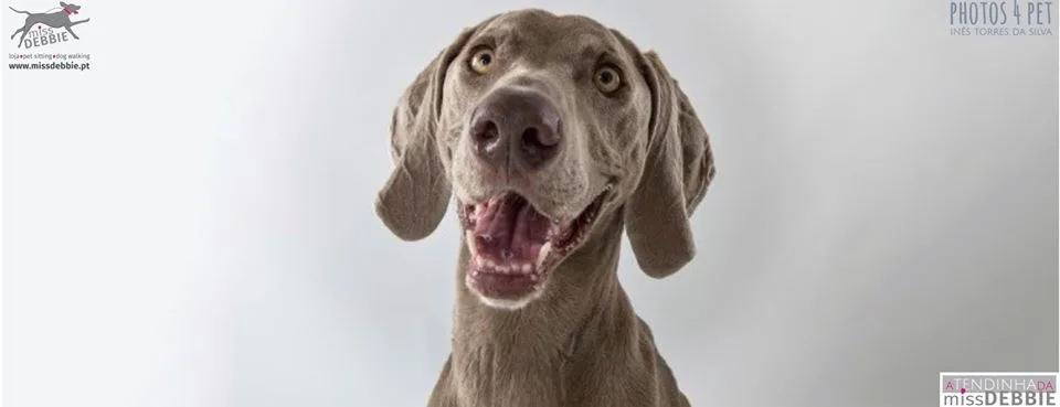 Miss Debbie - Dog Hotel & Pet Shop - Santarém pet otel