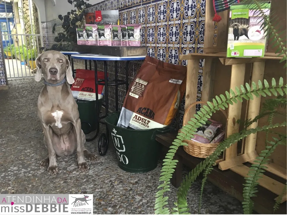 Miss Debbie - Dog Hotel & Pet Shop - Santarém pet otel görseli 3