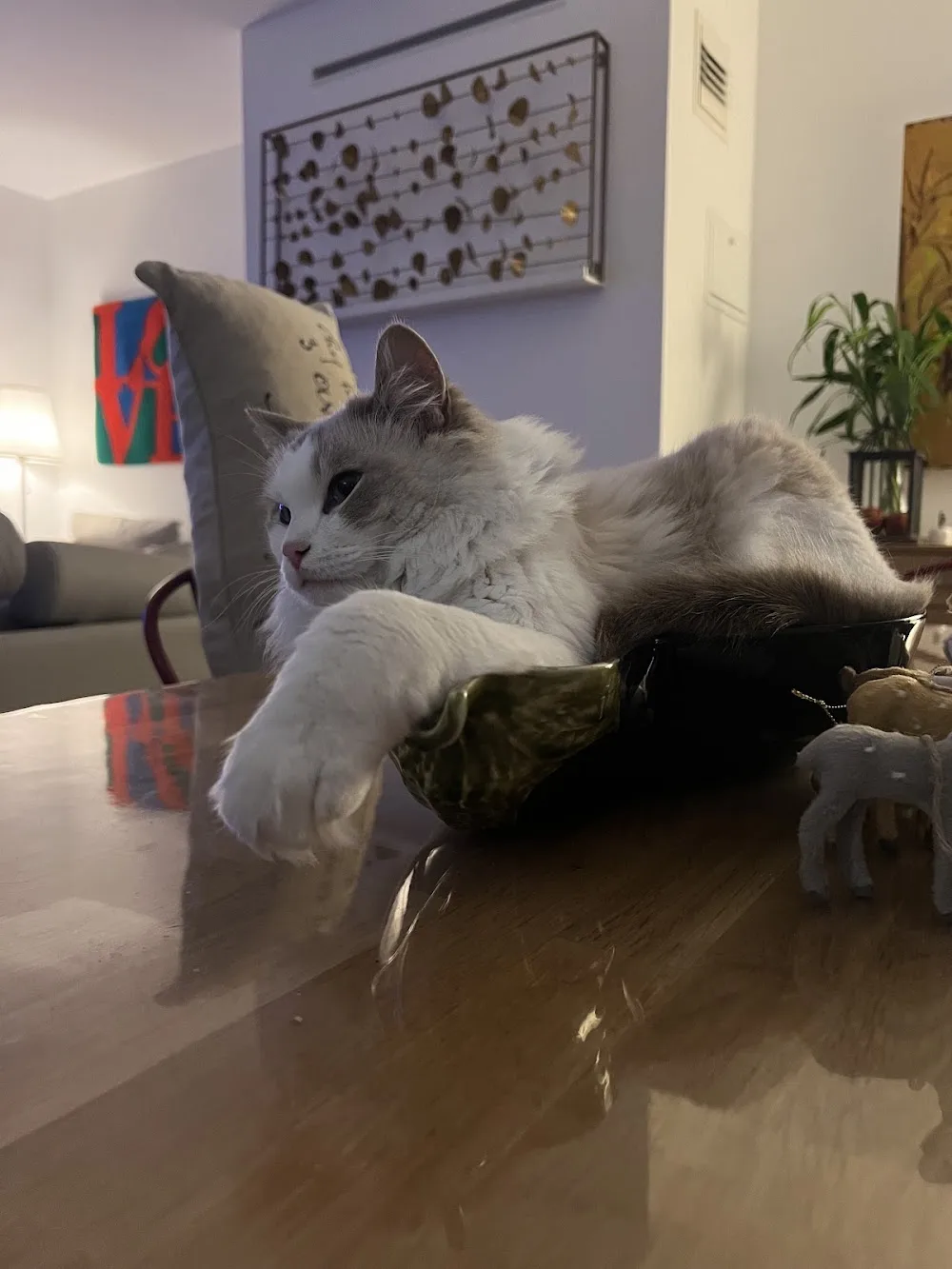 Sónia Luís Petsitter - Santarém pet otel görseli 3