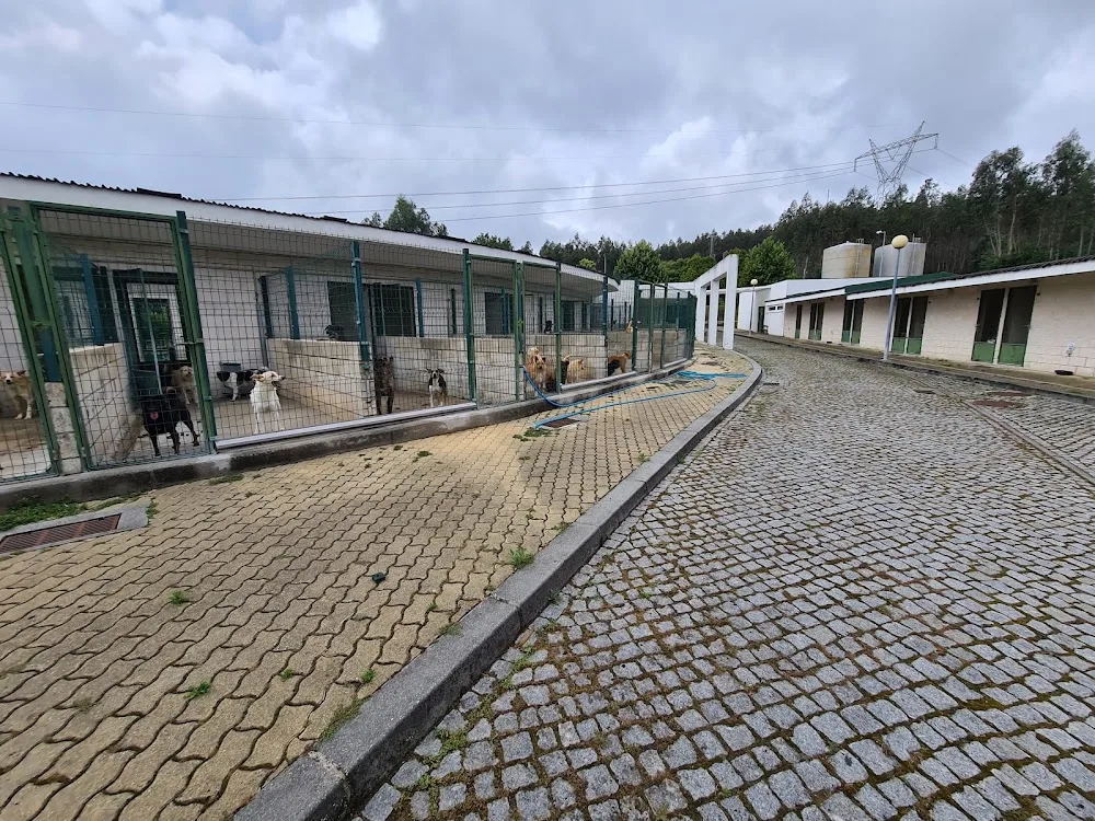 CAUDA - Casa de Acolhimento pela União e Defesa Animal - São João da Madeira pet otel görseli 3